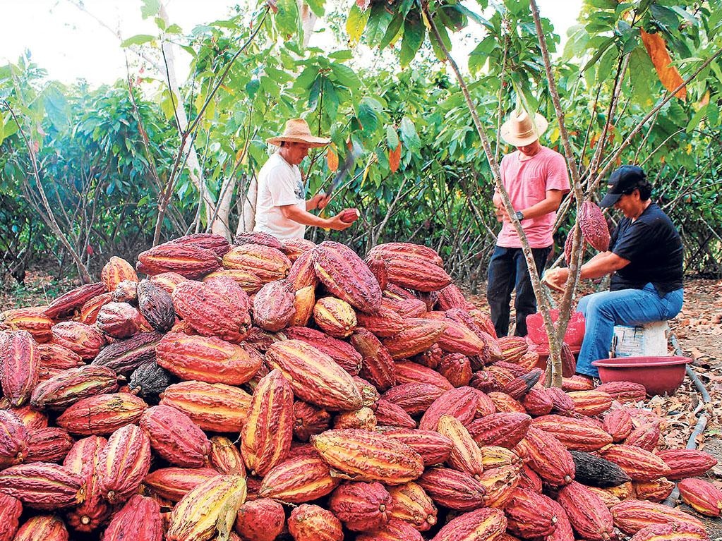 Farmers and workers working on the Cacao farm. Photo courtesy of ANECACAO.