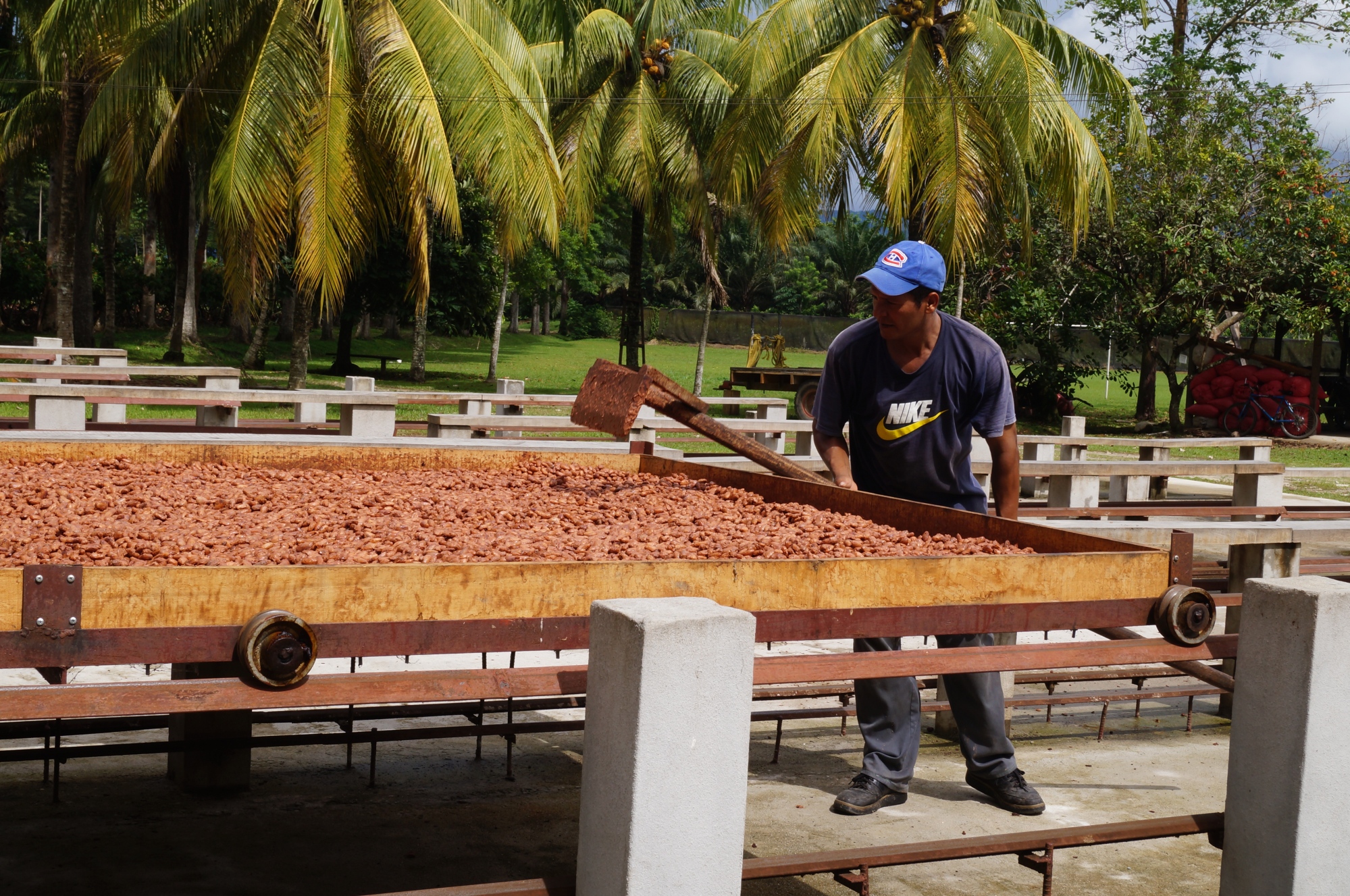 Drying cacao