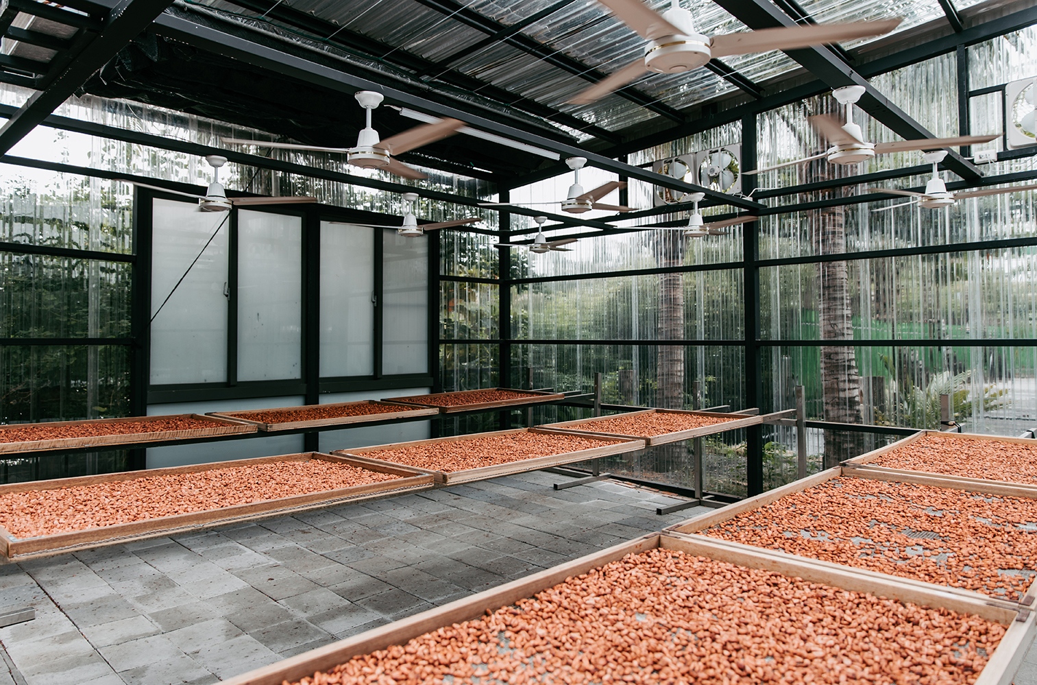 Drying cacao in Taiwan