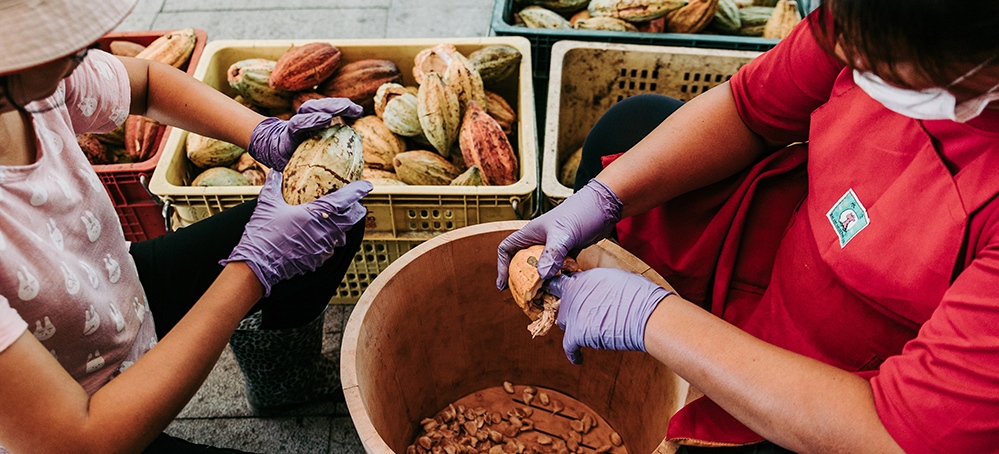Cacao Farmers in Taiwan harvesting cacao seeds