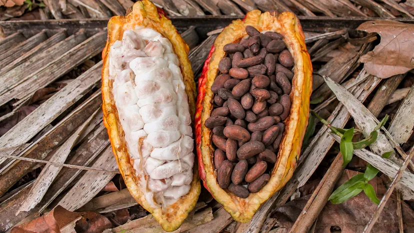 cacao pod split in half